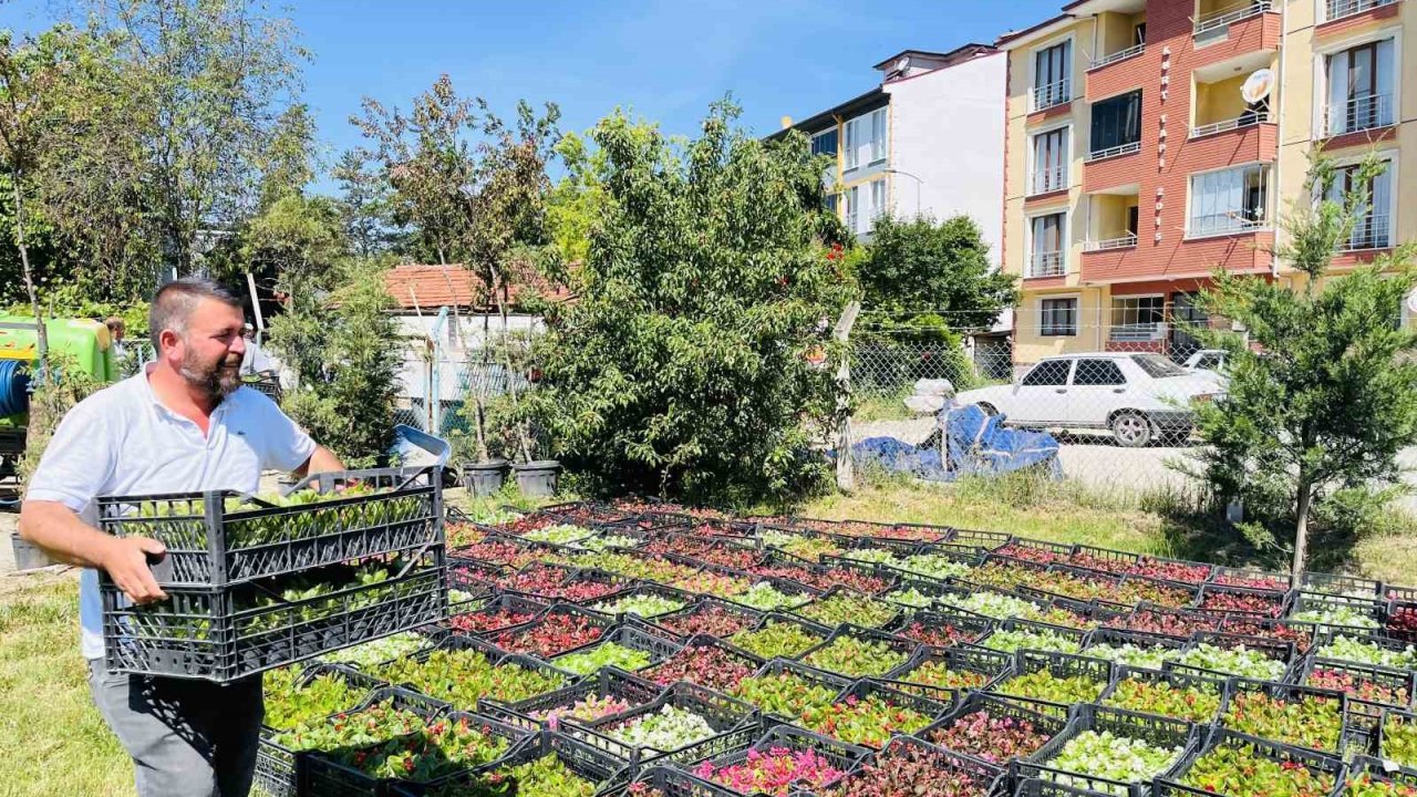 Taşköprü Belediyesi 70 bin çiçekle ilçeyi rengarenk yapacak