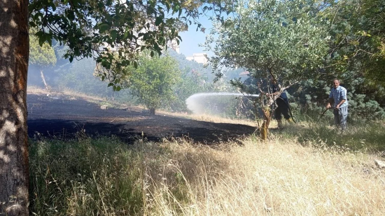 Reyhanlı’da zeytinlik yangını