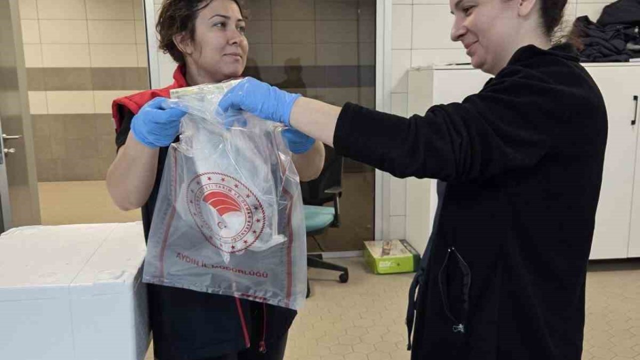 Söke’de ihraç edilecek su ürünlerine sıkı denetim
