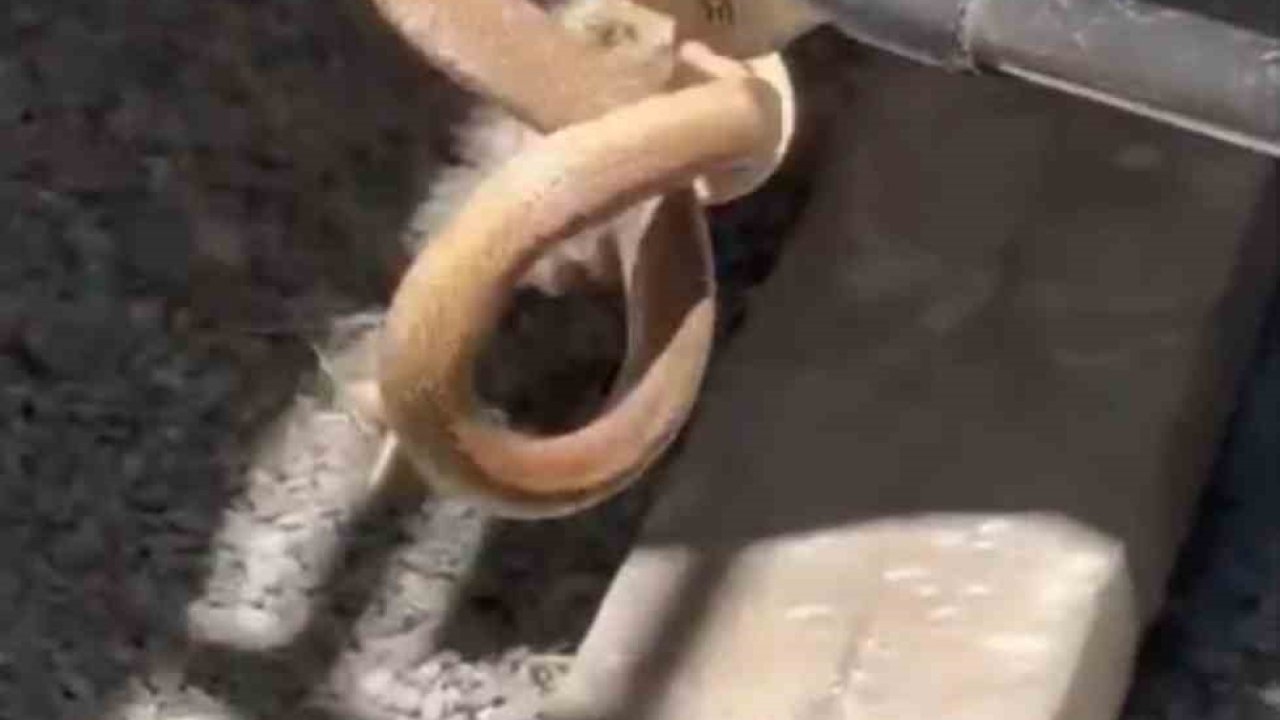 Iğdır’da eve giren yılan paniğe neden oldu