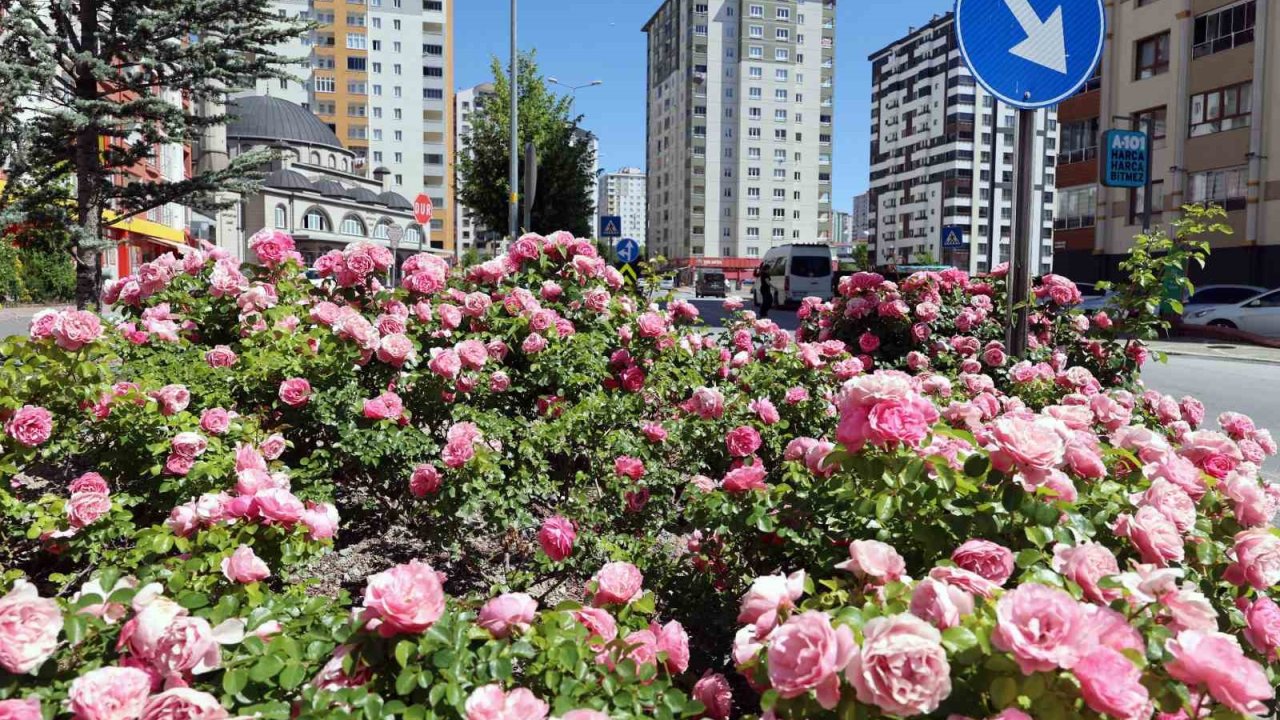 Talas’ta çiçek yılında sahne güllerin