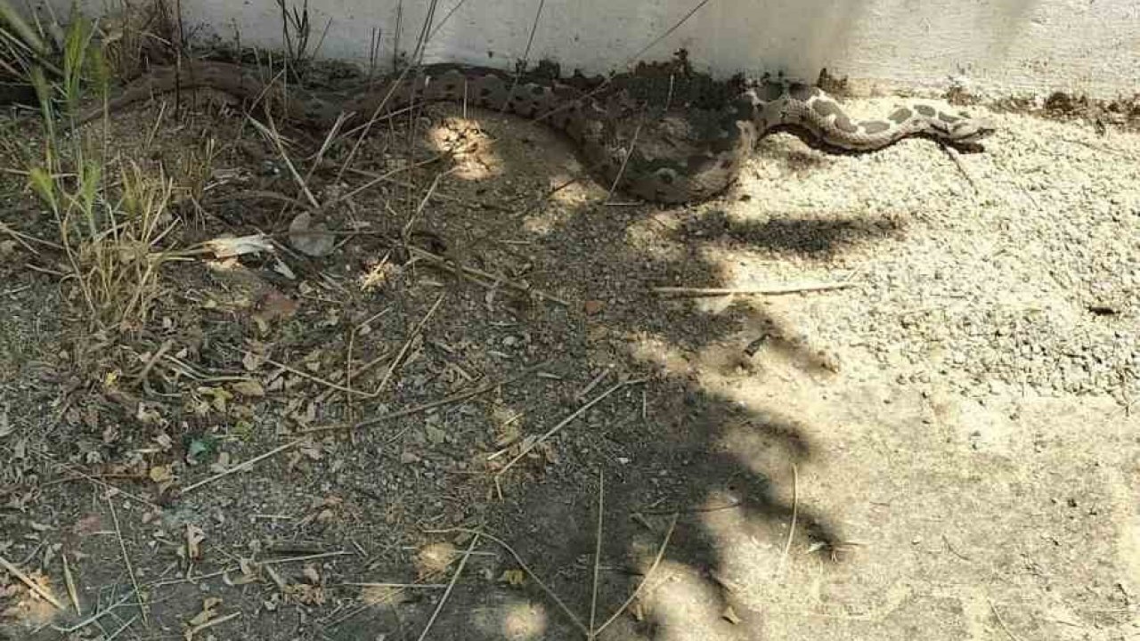 Menteşe’de zehirli engerek okul bahçesinde görüldü