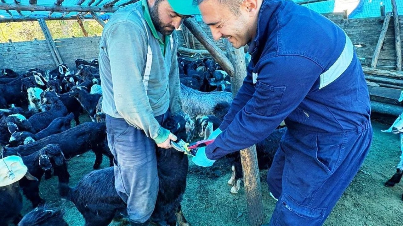 Simav’da küçükbaş hayvanlara aşılama ve küpeleme çalışması