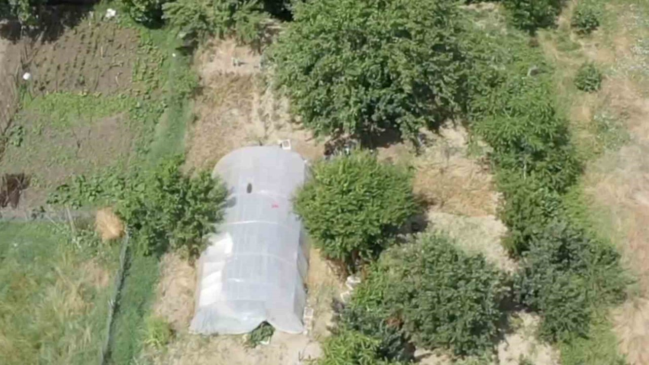 Dron destekli operasyonda seraya gizlenen hint kenevirleri ele geçirildi