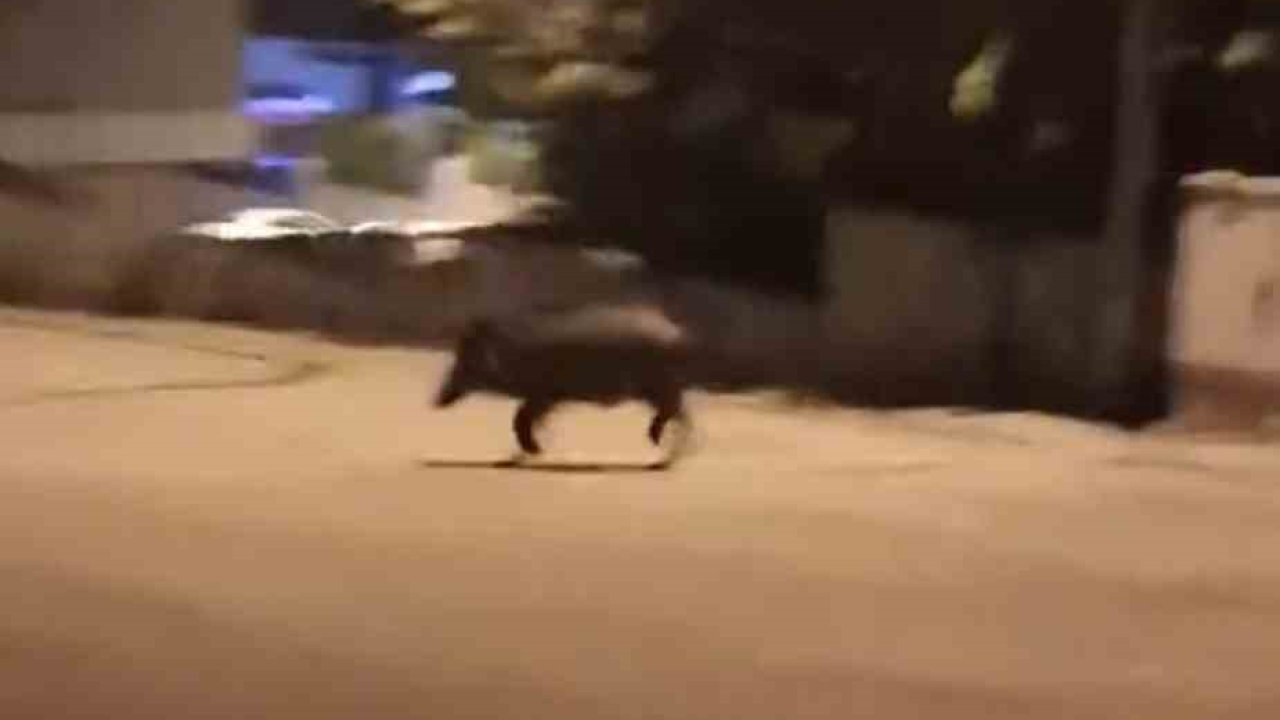 Mahalleye inen domuzları böyle kovaladı