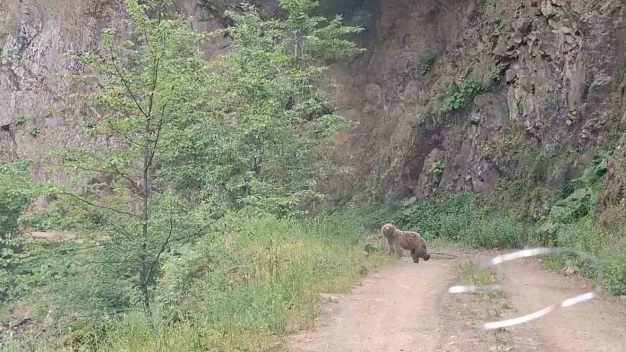 Ayı ve üç yavrusu yolda görüntülendi