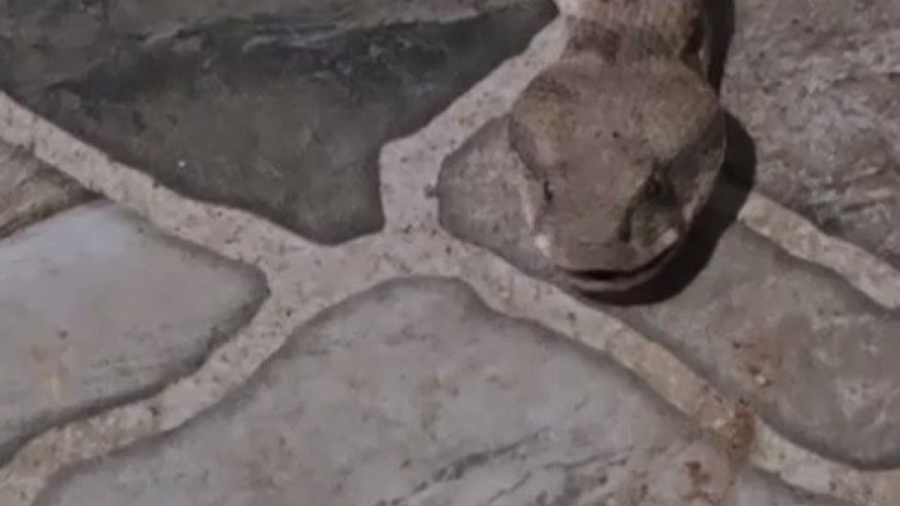 Balkona çay içmeye çıktı, karşısında dev yılanı görünce donakaldı