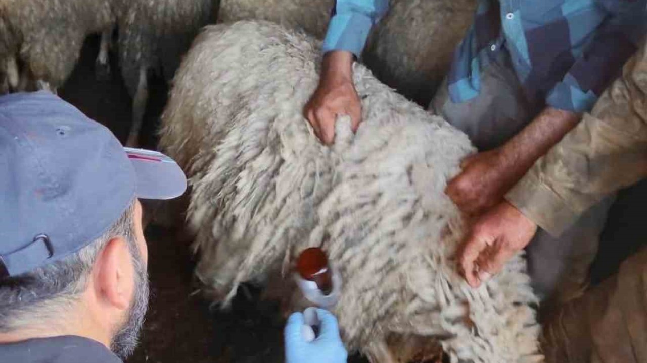 Bolvadin’de küçükbaş hayvanlara yönelik aşılama ve küpeleme çalışması