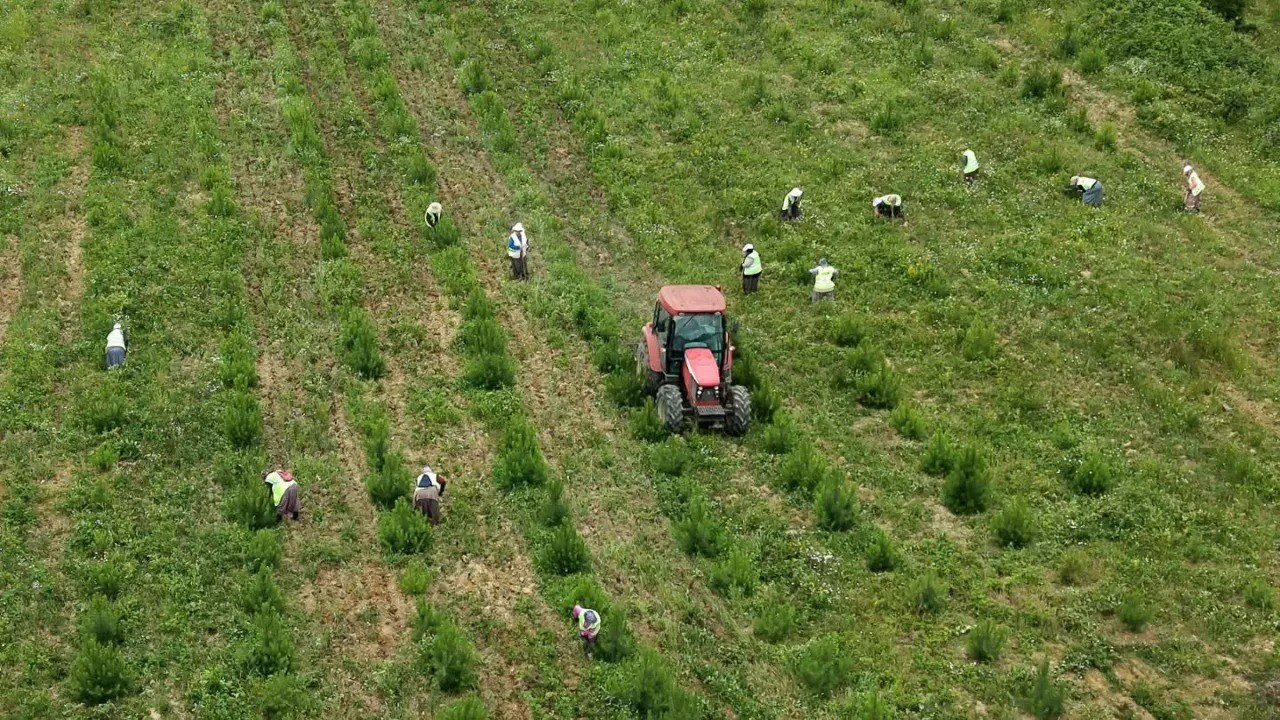 Sinop’ta geleceğin ormanları için bakım seferberliği