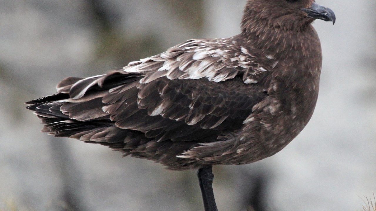 Avustralya ana karasında ilk H5N1 kuş gribi vakası şüphesi