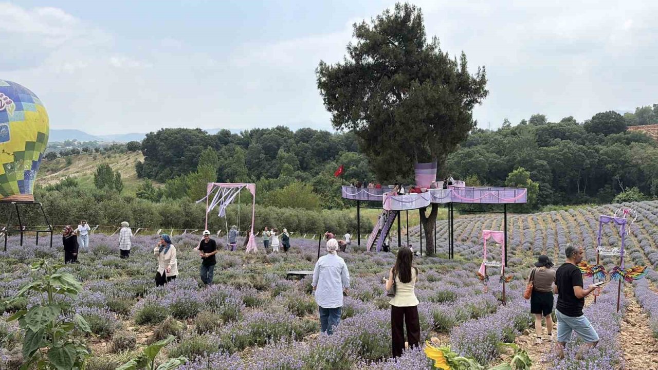 Osmaniye’de mis kokulu lavantalar arasında renkli festival