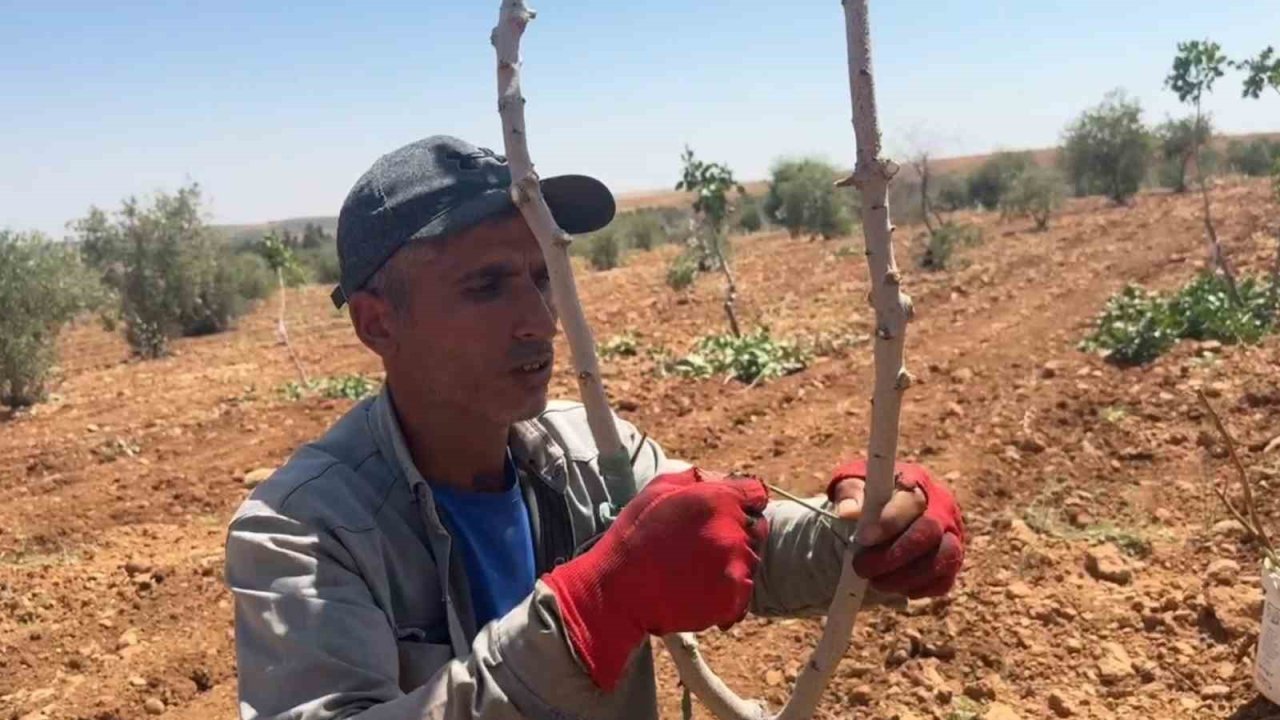 Şanlıurfa’da fıstık aşılama dönemi başladı