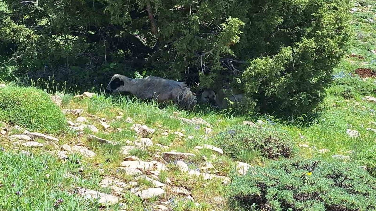 Kangalın sadakati yaylada dikkat çekti