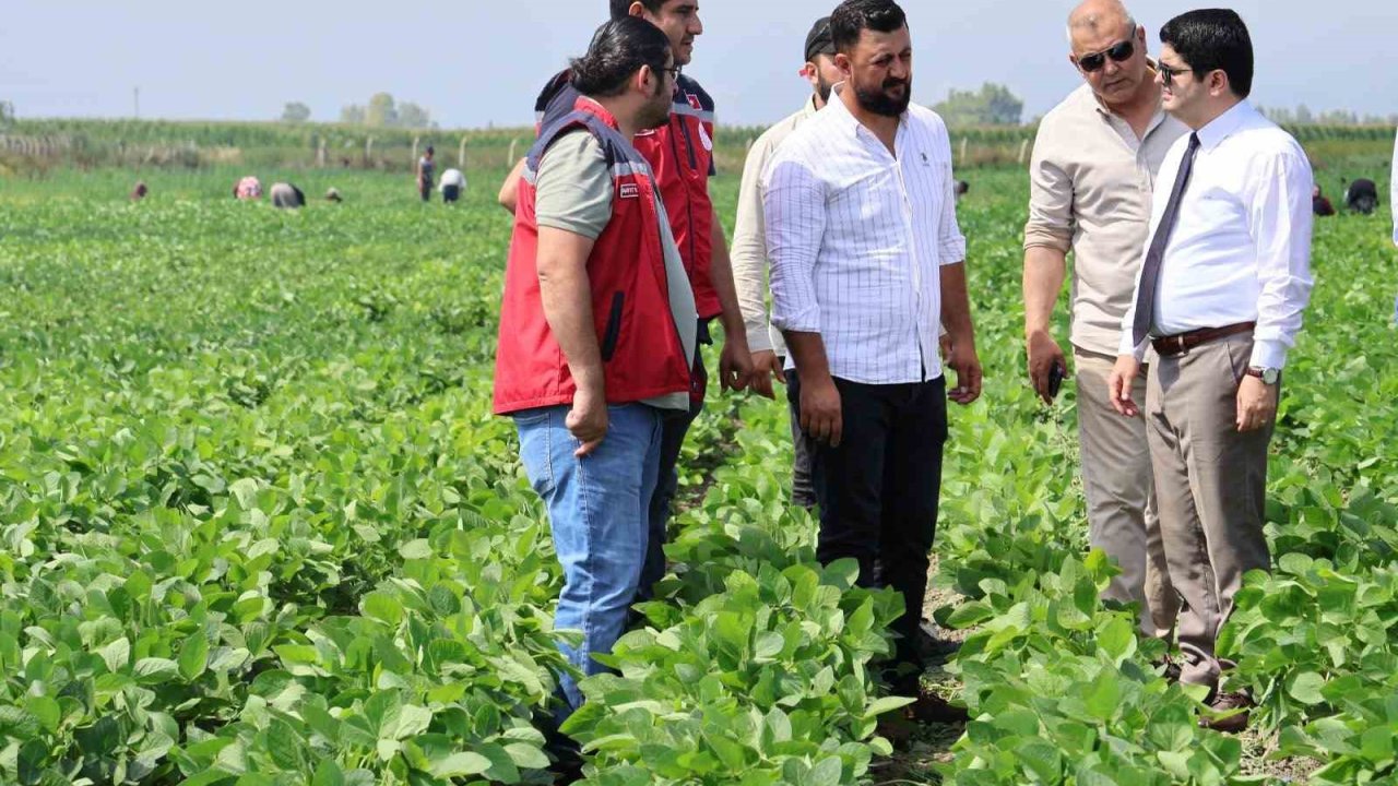 Arsuz’da soya ekimi yapıldı
