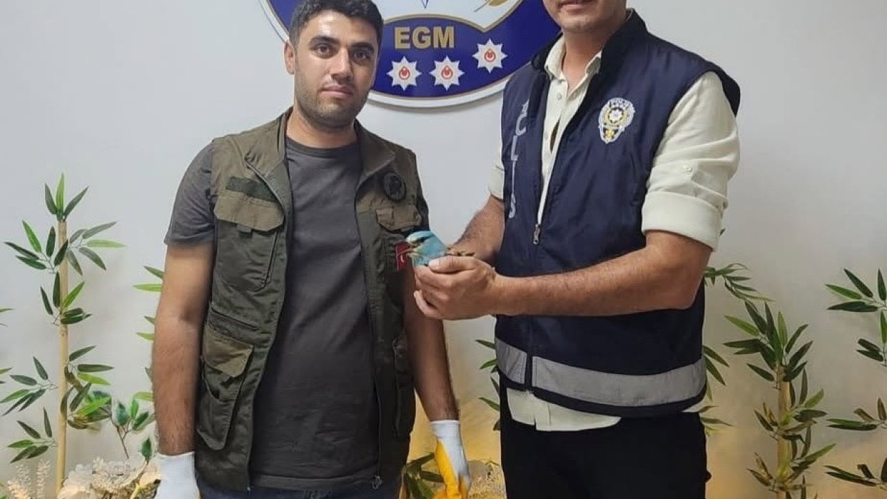 Polis ekiplerinin bulduğu yaralı gökkuzgun koruma altına alındı