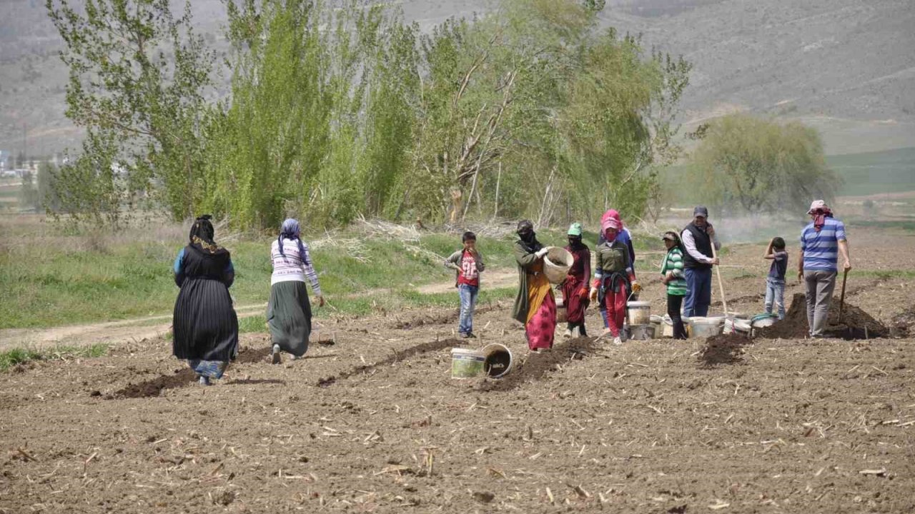 Erzincan’da tarımın görünmeyen kahramanları: Mevsimlik işçiler