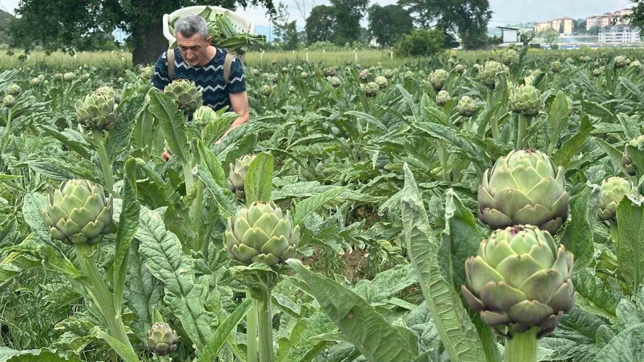 Milyonlarca liralık konutların arasında tarımsal üretim mücadelesi
