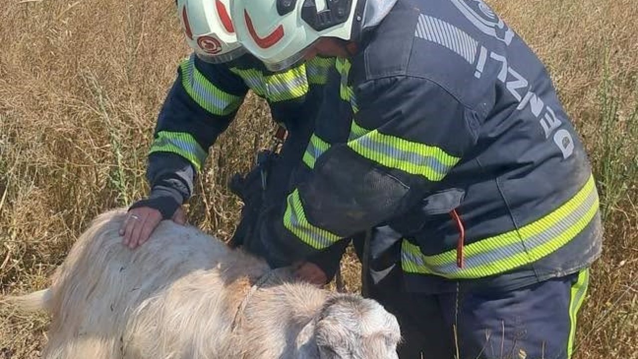 Denizli’de kuyuya düşen keçileri itfaiye kurtardı