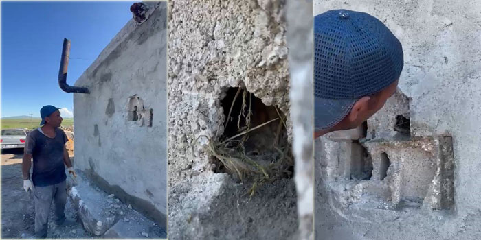 Kars’ta sıva altından gelen ses hayat kurtardı: Usta duvarı kırıp kuş yavrularını kurtardı