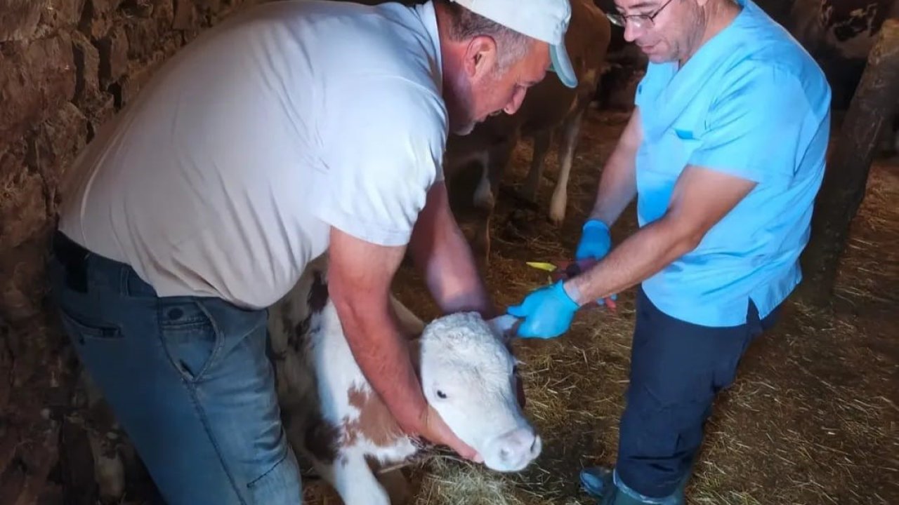 Ağın’da büyükbaş hayvanlarda aşılama ve küpeleme çalışması
