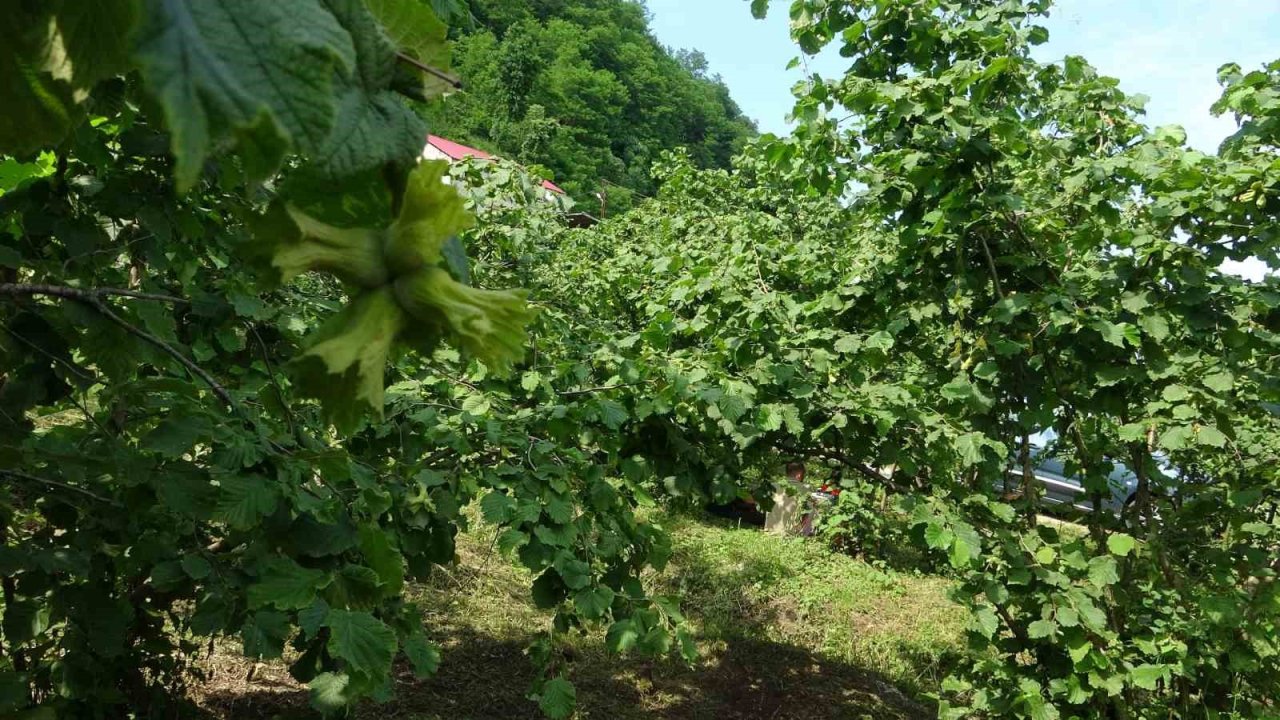 Giresun’da kahverengi kokarcaya karşı samuray arıları doğaya salındı