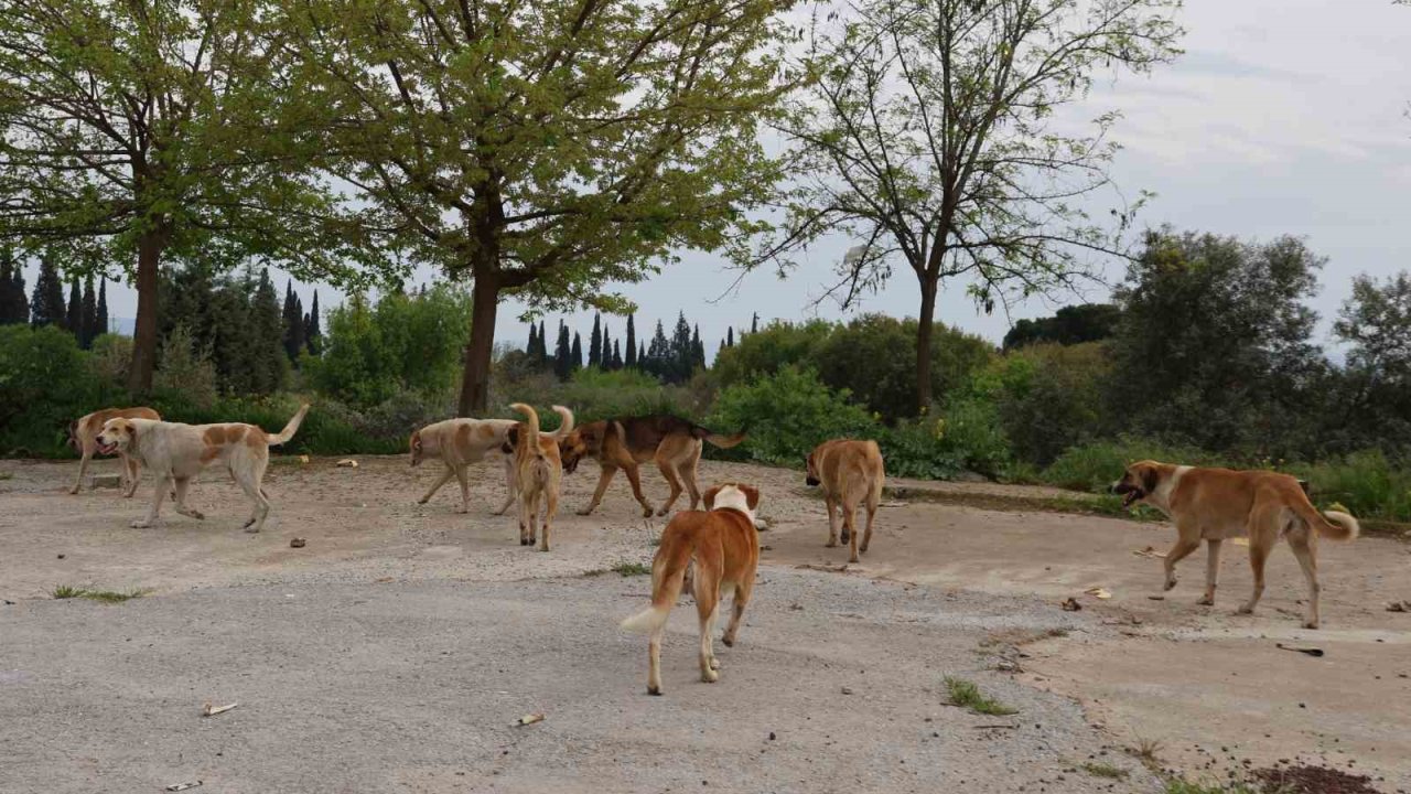 Aydın’da sahipsiz sokak hayvanları için çalışmalar sürüyor