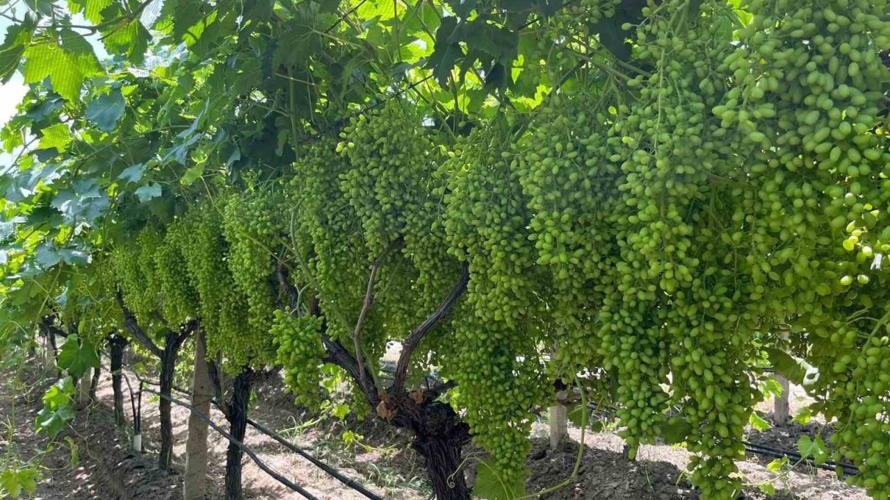Bilinçli gübreleme, Sarıgöl bağlarında verim ve kaliteyi artırıyor