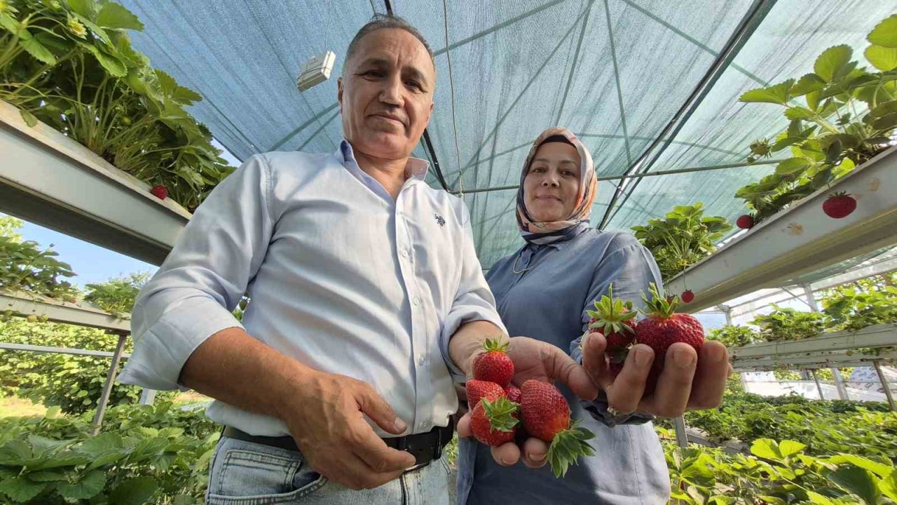 Serada topraksız yetiştirdikleri çilek yaşam enerjileri oldu