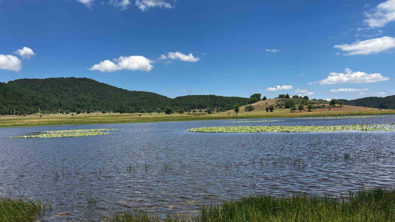 Yayla Gölü nilüferlerle renklendi