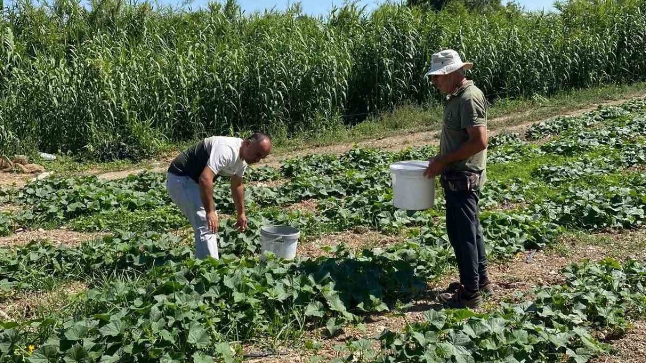 Didim’de salatalıklardan numuneler alındı