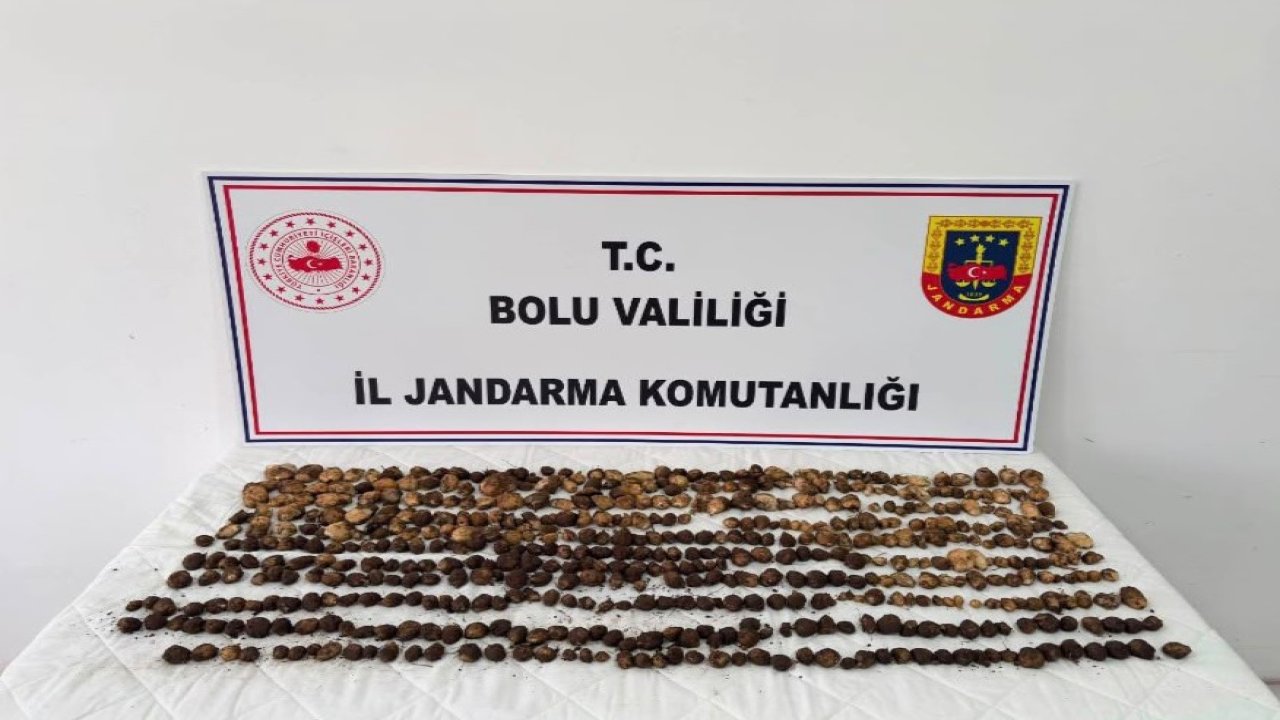 Bolu’da yabani salep toplayan 3 kişiye rekor ceza: 2 milyon 97 bin TL