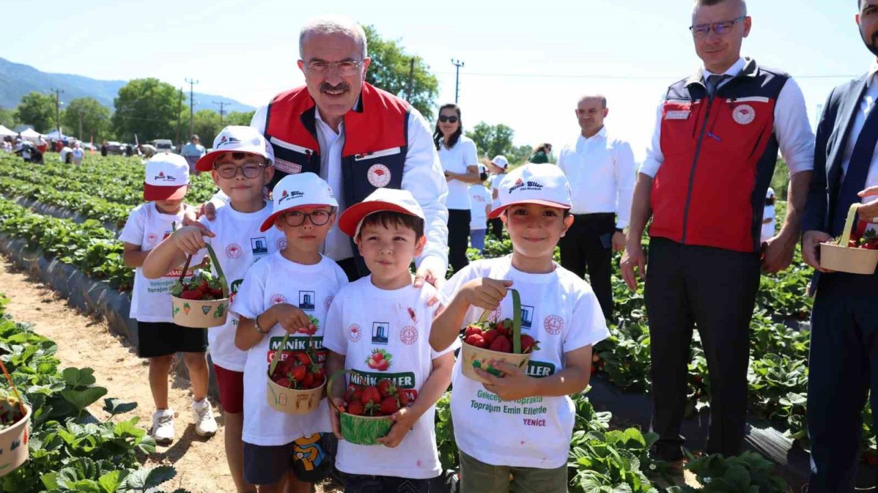Meşhur Yenice çileğinin hasadı yapıldı