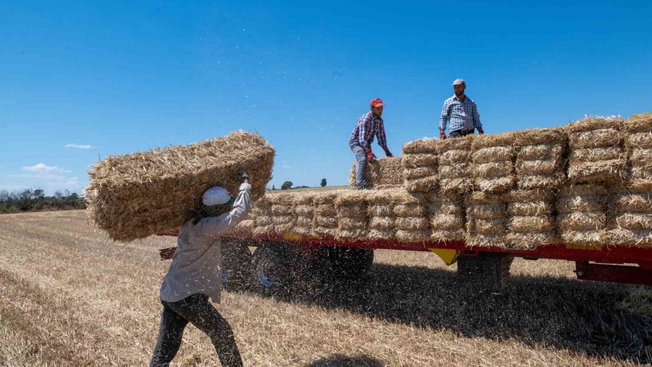 Kırklareli’nde saman balyası mesaisi: Günde 500 balya taşıyorlar
