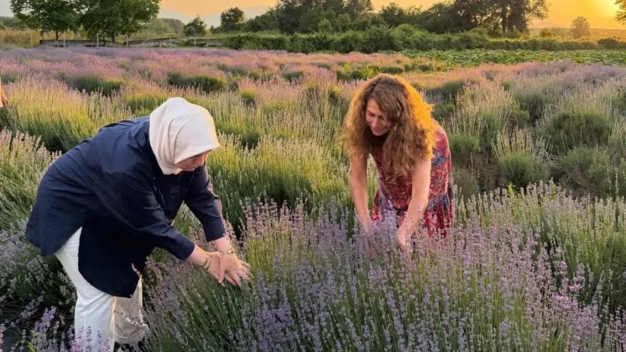 Düzce’de lavanta hasadı başladı
