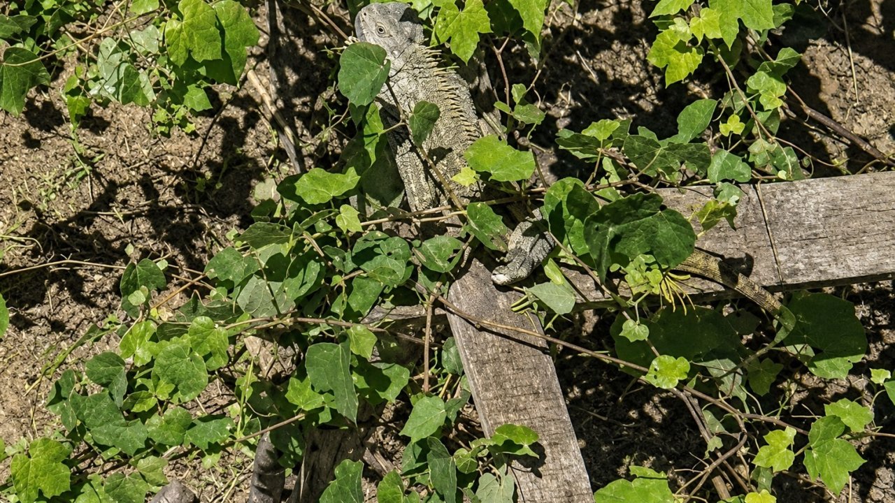 İtfaiyenin iguana mesaisi
