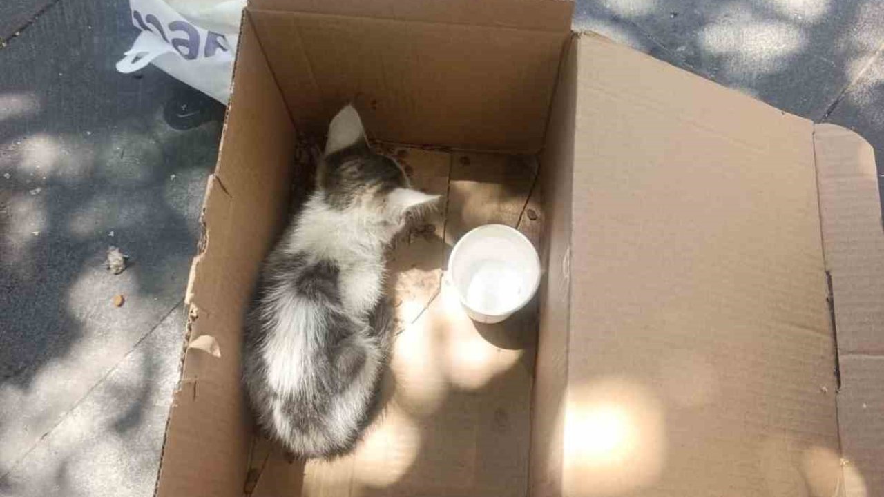 Siirt’te reklam panosuna sıkışan yavru kedi AFAD ekiplerince kurtarıldı
