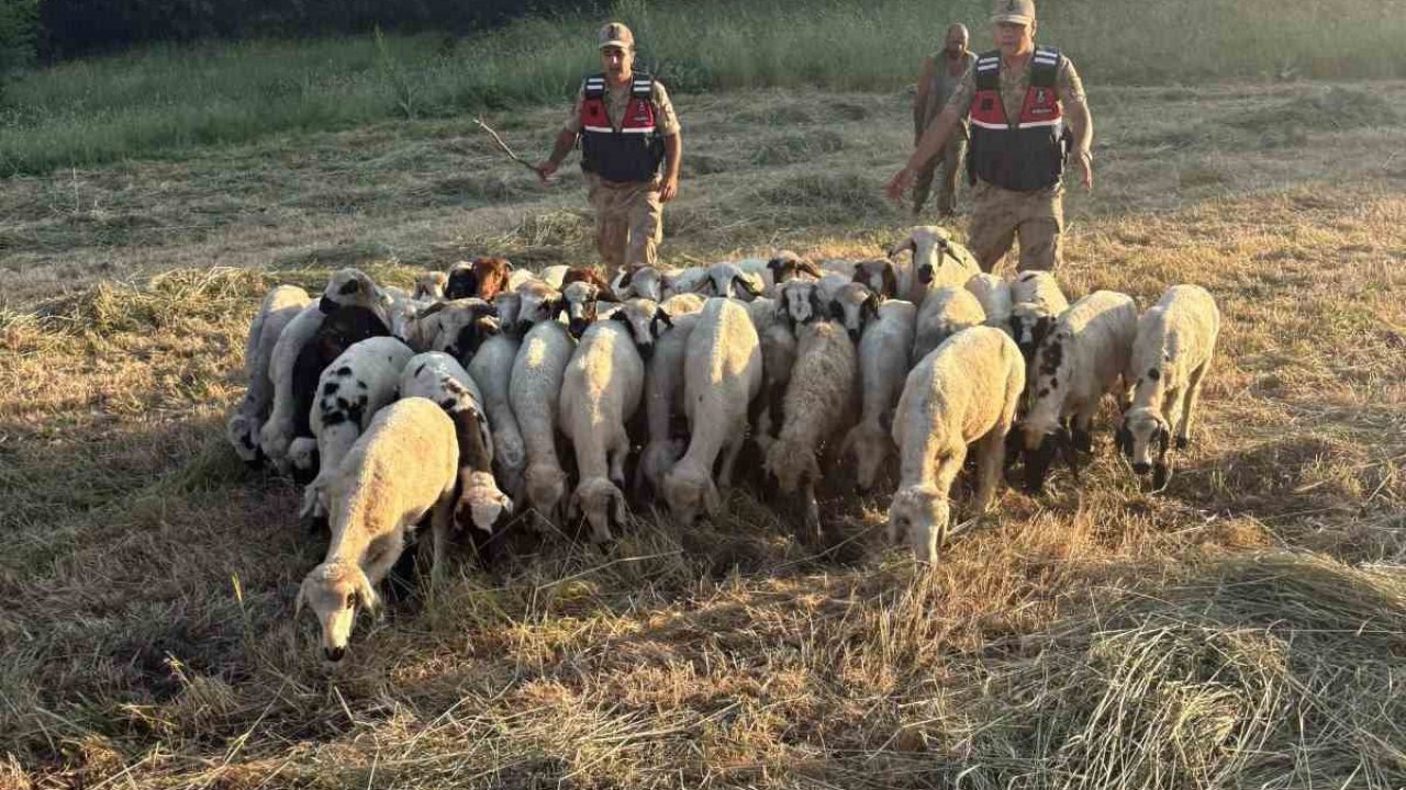 Tunceli’de kayıp küçükbaş hayvanlar dron desteğiyle bulundu