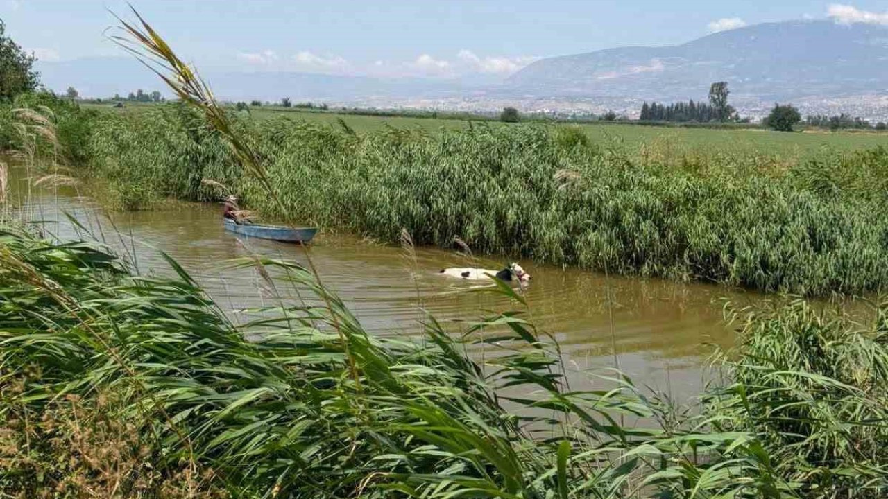 Su kanalına düşen ineği itfaiye kurtrdı