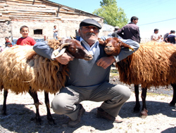 Sarıkamış'ta Damızlık Koyun Dağıtıldı