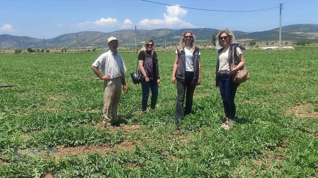 Medetli karpuzu iyi tarımla geleceğe taşınıyor