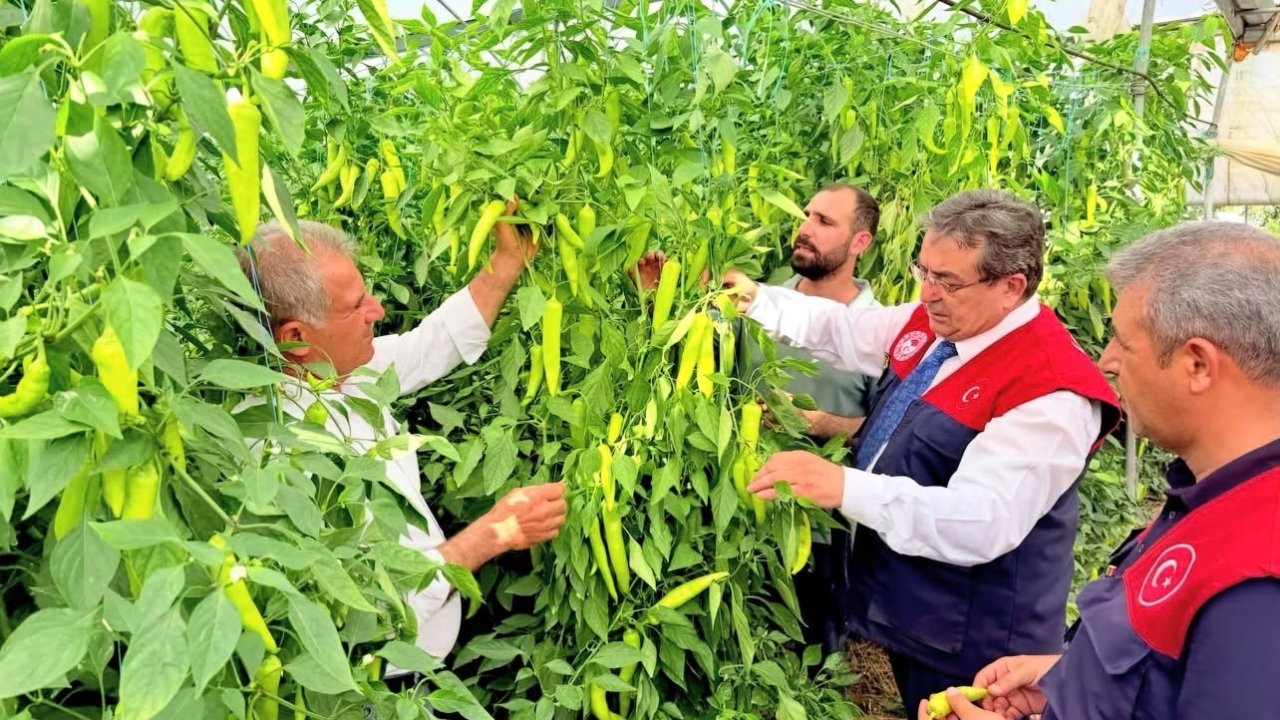 Mersin’de kapya biber üretimi yerinde incelendi
