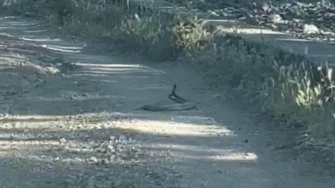 Bingöl’de iki yılanın dansı görüntülendi