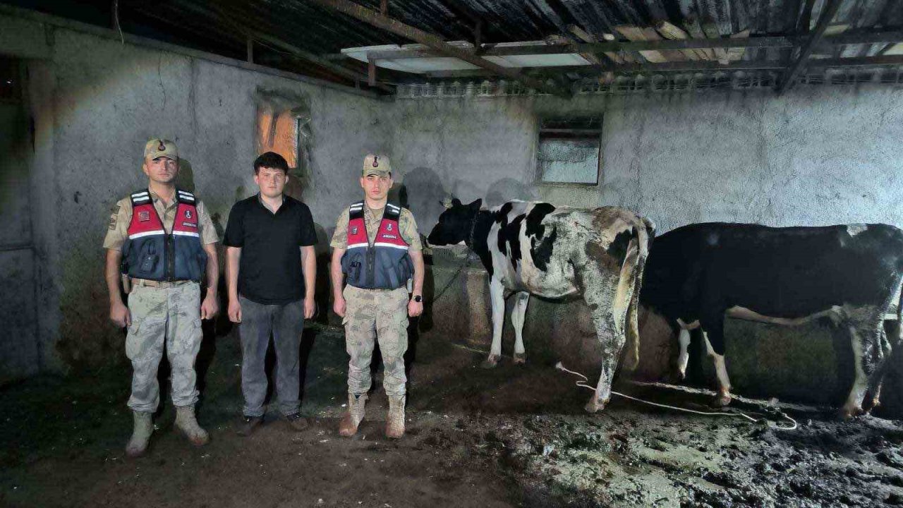Kayıp büyükbaş hayvanlar jandarma ekiplerince bulundu