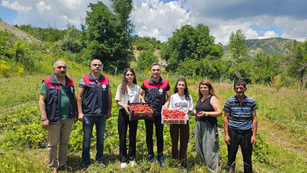 Tunceli’de kadın üreticilerin çilek hasadı yüz güldürdü