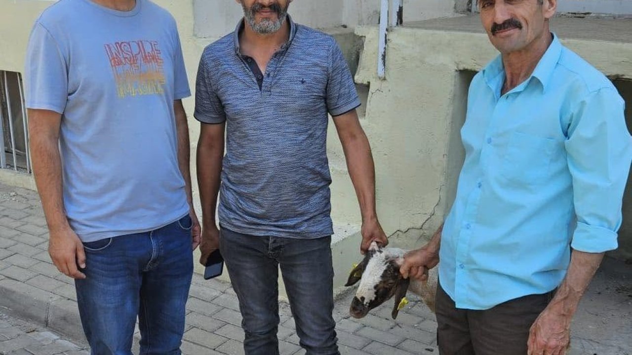 Kapılara toslayan kuzunun sahibi küpesinden bulundu