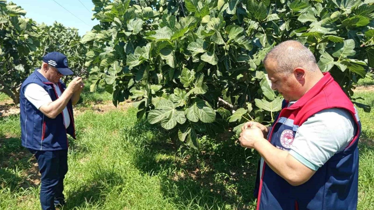 Kuyucak’ta incir üreticilerine zararlı uyarısı