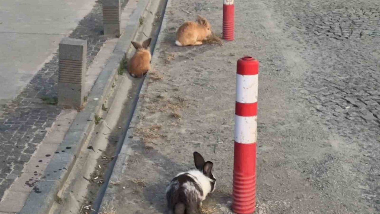 Atakum sahilinde tavşanlar dikkat çekti