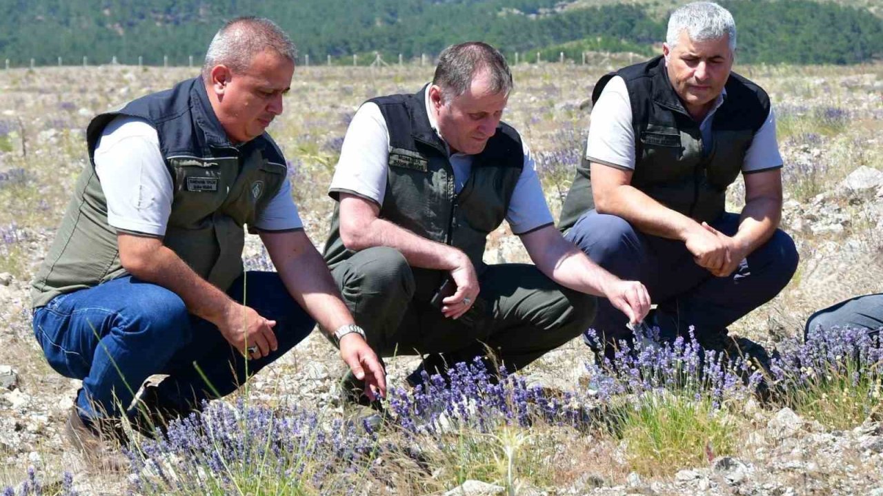 Edremit’te eski maden sahası lavanta kokulu bal ormanına dönüştü