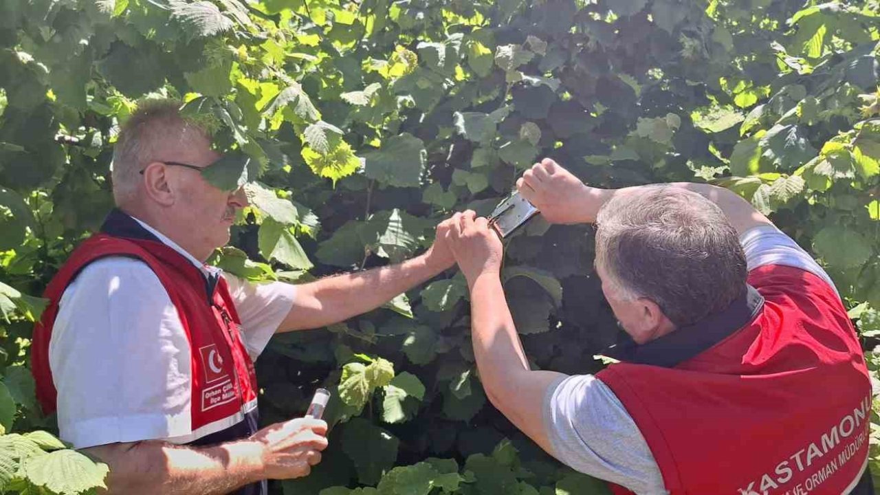 Kahverengi kokarcaya karşı samuray arısı doğaya salındı