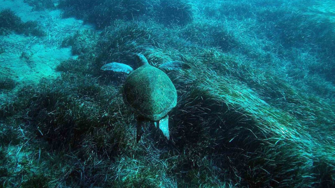 Bodrum’un su altı ekosistemini haritalama çalışmaları sürüyor